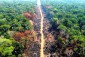 Thế giới mất 10% diện tích rừng nhiệt đới nguyên sinh vào năm 2022