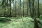 Bảo tồn khu rừng cổ cuối cùng của châu Âu: Phép vua thua lệ làng?