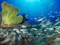 Liên hợp quốc thông qua hai nghị quyết về bảo vệ đại dương